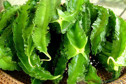 Ăn 200g rau dại này mỗi ngày bằng uống 3 ly sữa, giàu canxi tốt cho xương khớp, nhưng nhiều người không biết