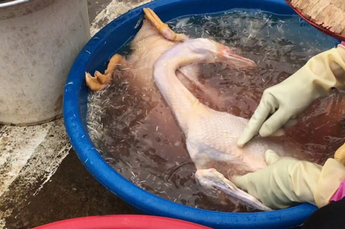 Vặt lông ngan, lông vịt cứ cho một thứ này vào, đản bảo sạch hết lông măng lại khử hết mùi hôi