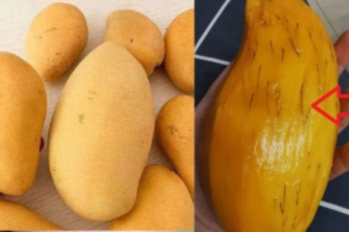 Xoài nổi chỉ đen có ăn được không? Cảnh báo 2 loại xoài rẻ như cho cũng không được mua