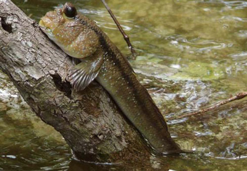 Loài cá biết leo cây ở khu du lịch Cần Giờ