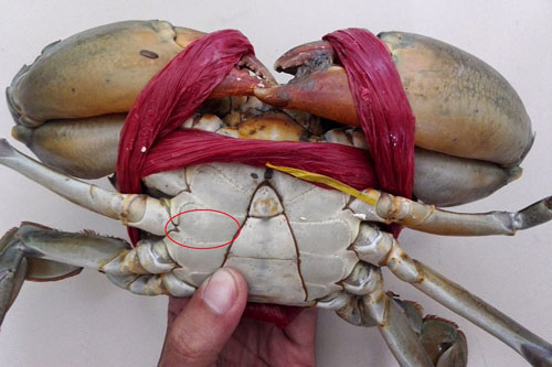 Mẹo chọn mua cua ghẹ chắc thịt, tươi ngon