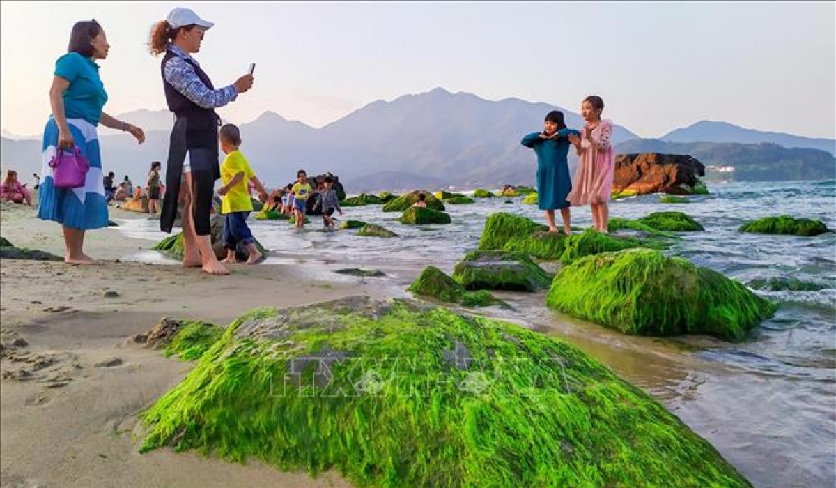 Người dân, du khách thích thú vui chơi chụp ảnh tại bãi rêu khi thủy triều rút. 