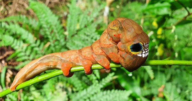 Loài sâu bướm này bắt chước một chiếc đầu lâu đáng sợ để đe dọa những kẻ săn mồi có ý định tấn công chúng - Ảnh 2.