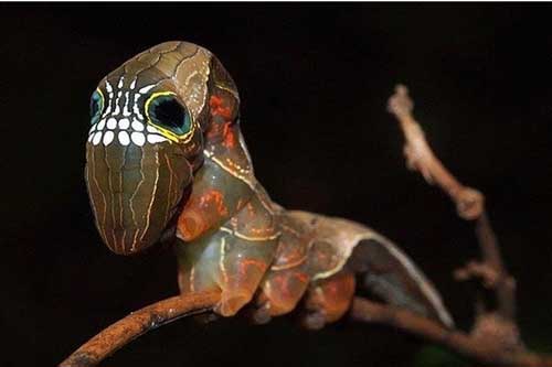 Loài sâu bướm này bắt chước một chiếc đầu lâu đáng sợ để đe dọa những kẻ săn mồi có ý định tấn công chúng