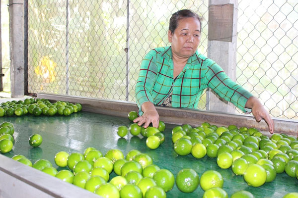 Rau củ quả rớt giá, chọn cửa nào để xuất khẩu?