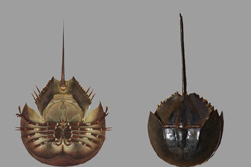 Loài vật thường bị nhầm với sam biển, dễ gây tử vong trong vài phút