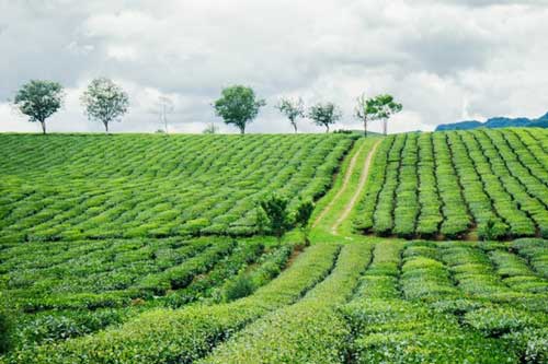 Du lịch Mộc Châu ''giải nhiệt' cơn khát mùa hè