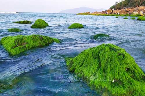 Đẹp ngỡ ngàng mùa rêu xanh mướt tại rạn Nam Ô, Đà Nẵng