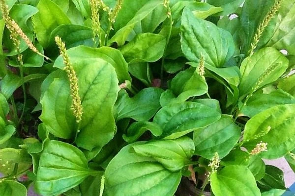 Ảnh minh họa. Ảnh minh họa.