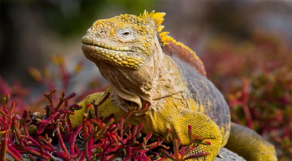 Loài cự đà Galápagos