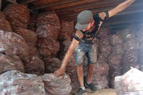 Trồng khoai lang Nhật lãi cả trăm triệu đồng/ha