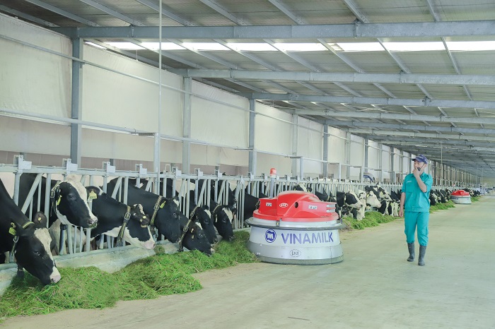 Vinamilk hiện có 13 trang trại bò sữa chuẩn quốc tế trên cả nước.