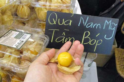 Choáng với giá bán quả tầm bóp