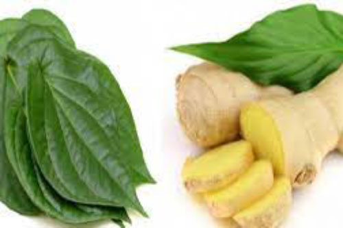 Mẹo trị say xe đơn giản, hiệu quả từ một loại lá sẵn ngay trong vườn