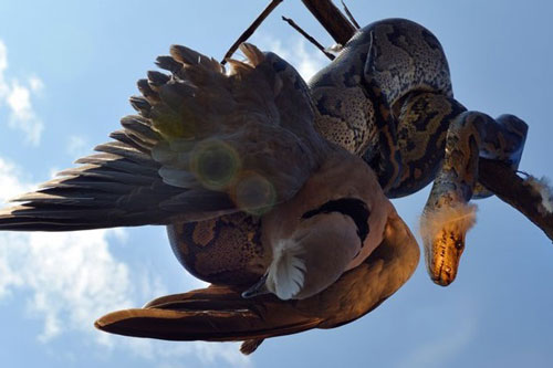 Rợn người trăn khủng tóm gọn, nuốt chửng chim trong 'nháy mắt'