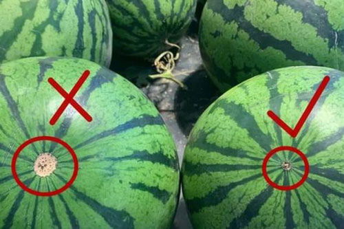 Chọn dưa hấu không cần gõ vào vỏ, nhìn bên ngoài thấy 5 dấu hiệu này đảm bảo ngọt lịm, ít hạt
