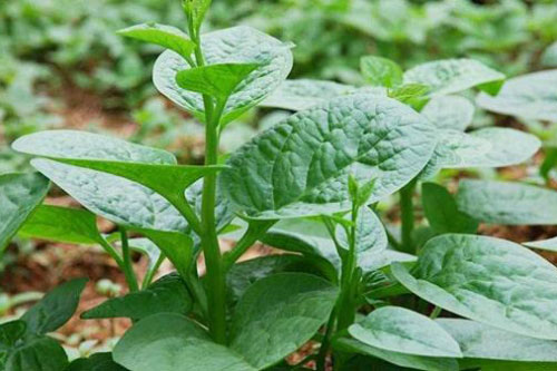 Mùa hè ăn rau mùng tơi là nhất nhưng chớ dại ăn theo cách này kẻo rước bệnh