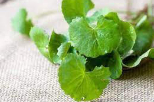 Rau má giải nhiệt mùa hè: Người mắc bệnh nào không nên ăn rau má?