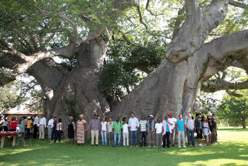 Loài cây nào có thể sống hơn 2.000 năm?