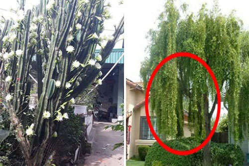 Nhà trồng 3 cây này là "con cưng Thần Tài", cuộc đời dễ giàu có, 5 cây cần tránh kẻo suốt kiếp nghèo