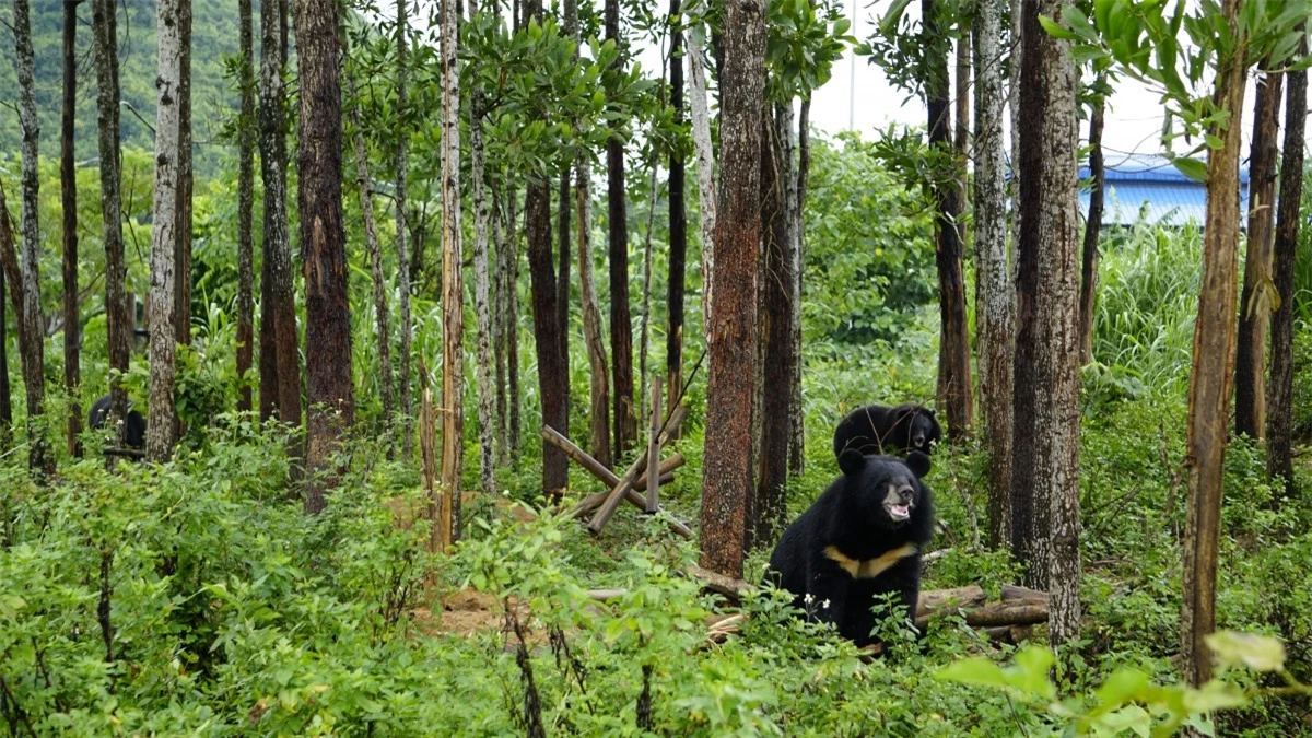 Cơ sở Bảo tồn gấu Ninh Bình xây dựng môi trường sống bán hoang dã cho gấu. Ảnh: FOUR PAWS Việt.