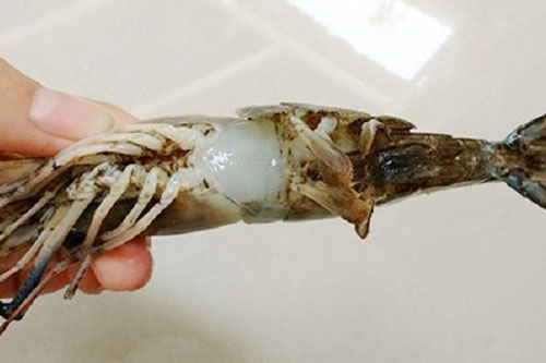 Tôm có dấu hiệu này cho không cũng đừng lấy nói gì bỏ tiền mua, ăn vào rước asen cẩn thận kẻo “thiệt mạng”