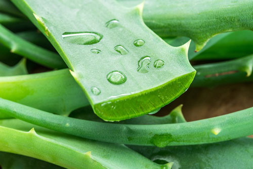 Dùng nha đam xả tóc vô cùng tốt