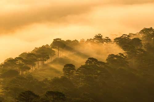 Bình minh Đà Lạt mơ màng mùa sương mây