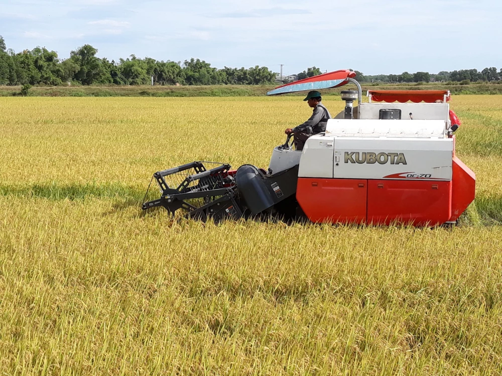 Những cánh đồng hữu cơ vàng óng trên mảnh đất Quảng Trị