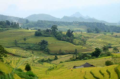 Nhộn nhịp mùa "vàng" trên rẻo cao Tả Lèng, Lai Châu