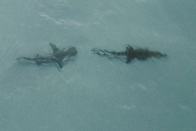 'Choáng váng' trước cảnh cá mập hổ truy sát cá sấu nước mặn