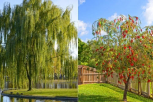 5 loại cây dẫn dụ "âm khí", trồng trước cửa nhà dễ rước họa vào thân