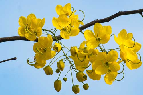 Muồng hoàng yến khoe sắc rực rỡ giữa trời Hà Nội