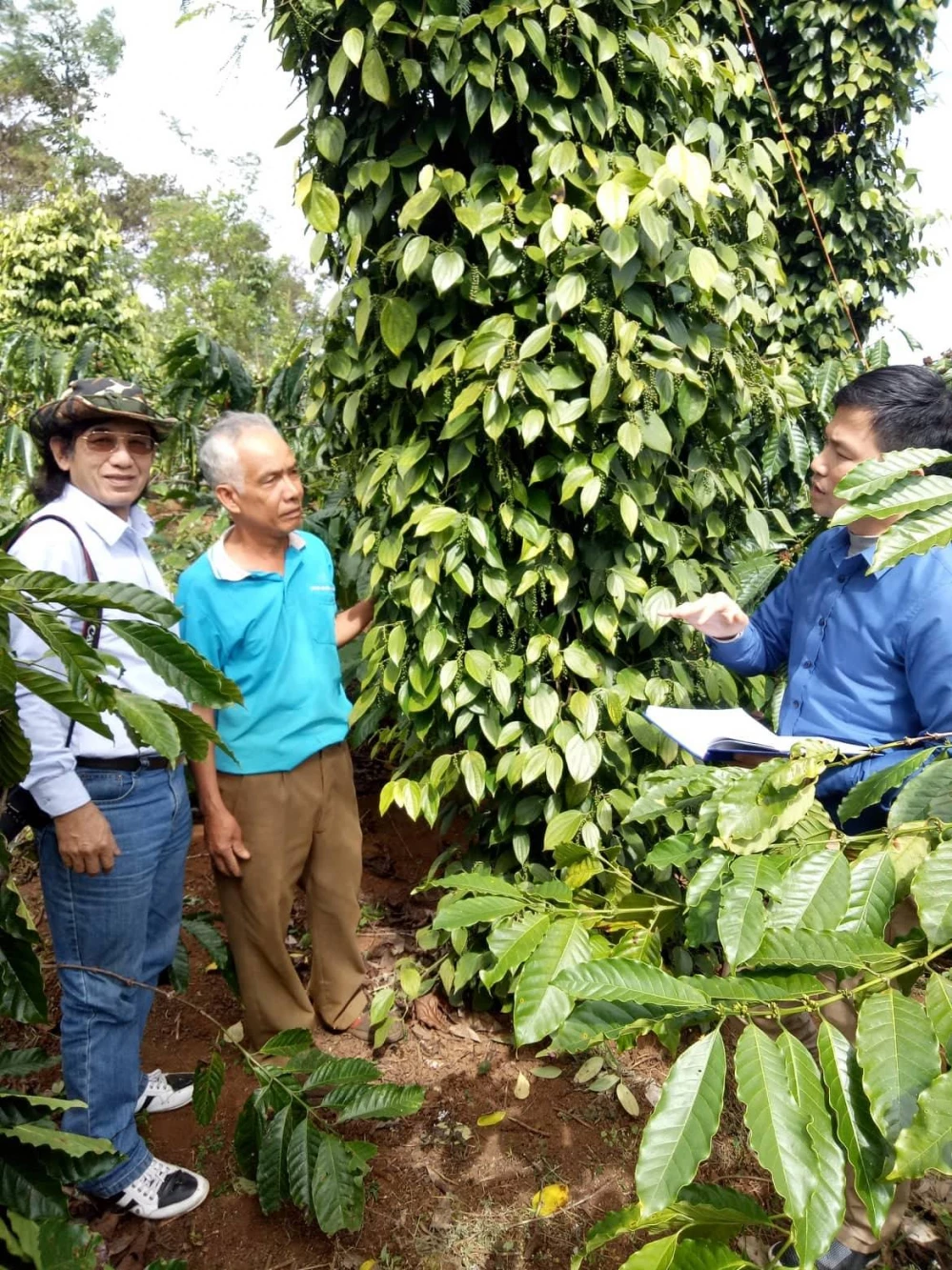 Tác giả bài viết đi thực tế tại các vườn tiêu hữu cơ ở huyện Gio Linh