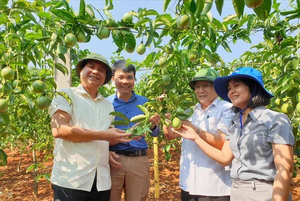 Mô hình trồng cây chanh leo 