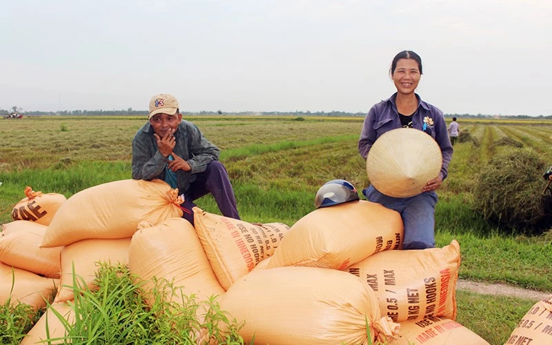 Nông dân vui mừng vì lúa đạt năng suất cao, giá thành hợp lý.