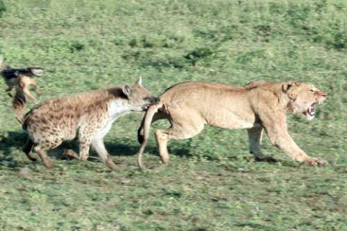 Bị linh cẩu cướp mồi, sư tử còn nhận cú đau điếng