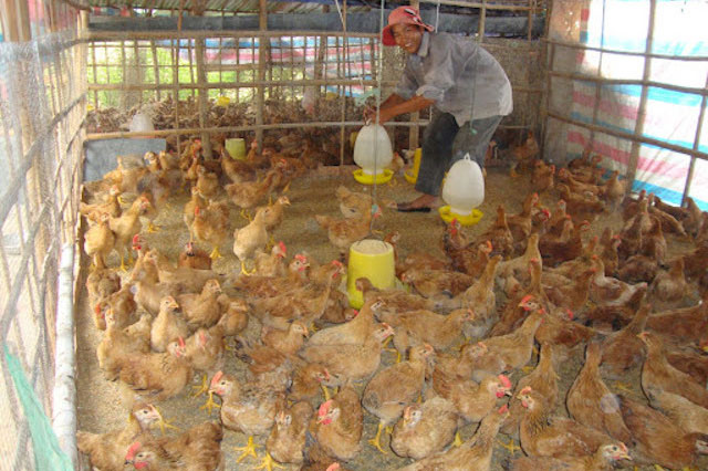 Giảm nuôi gần 50%, giá thịt gia cầm sẽ điều chỉnh từ tháng 5?