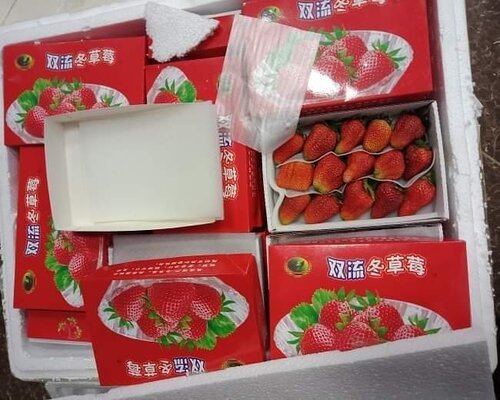 Đà Lạt: Dâu tây Trung Quốc tuồn vào Đà Lạt qua đường hàng không