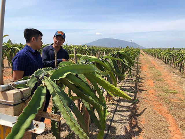 Bình Thuận: Đưa ứng dụng công nghệ cao vào sản xuất thanh long