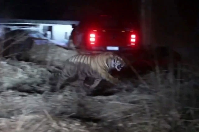 Con hổ tấn công người ở Trung Quốc.