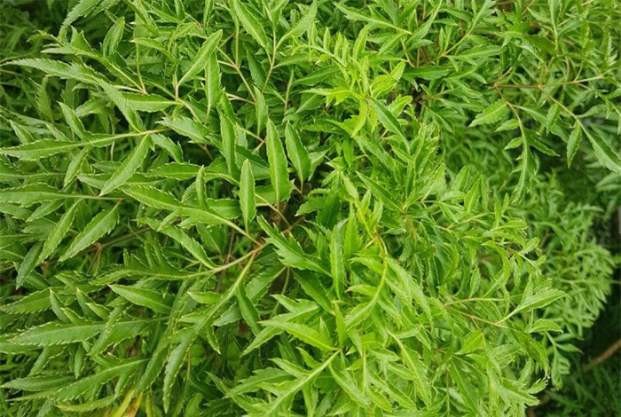 Lá đinh lăng có tác dụng gì?