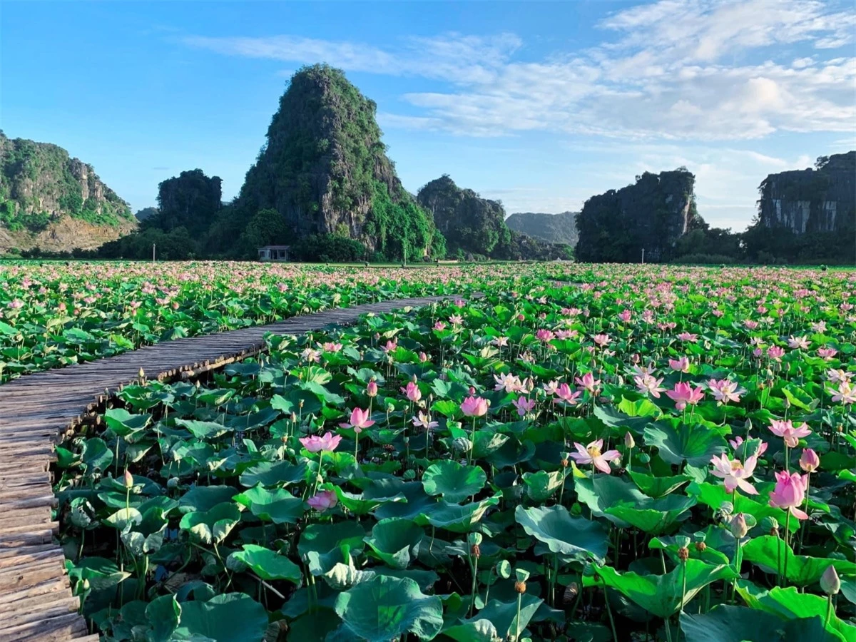 Xuất hiện từ năm ngoái, hồ sen với con đường gỗ hình trái tim dưới chân núi Ngọa Long ở Hang Múa đã gây sốt trên cộng đồng mạng, trở thành một trong những địa điểm checkin được giới trẻ yêu thích nhất.