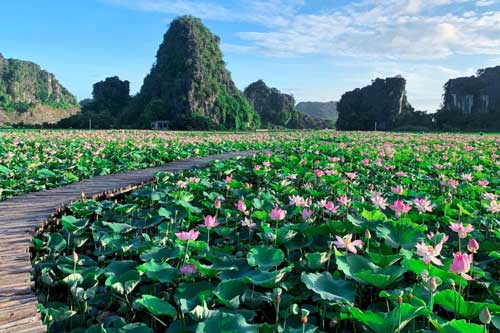 Ngỡ ngàng trước vẻ đẹp của hồ sen ở Hang Múa khi nở rộ 