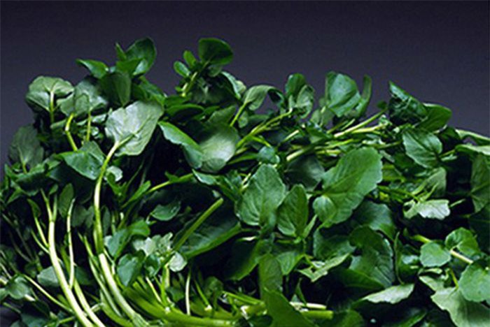 "Điểm danh" những tác dụng của cải xoong đối với sức khỏe