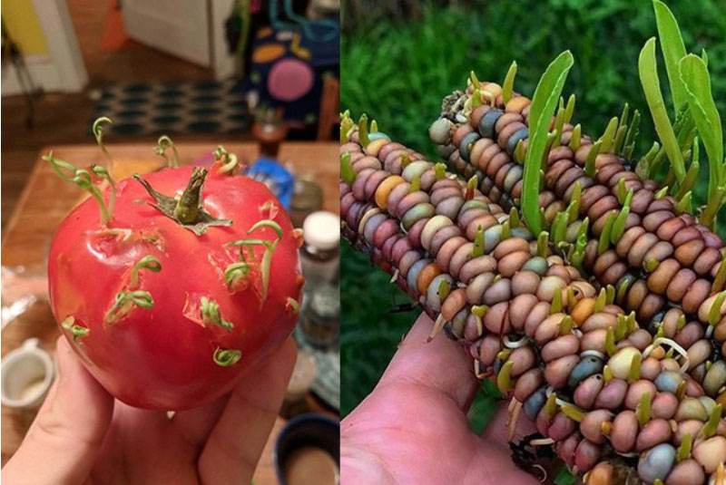 Mua trái cây bắt gặp cảnh tượng đáng sợ, thực ra lại là một hiện tượng thường gặp