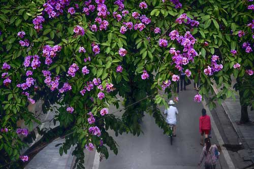 Phượng vĩ, bằng lăng rực rỡ khoe sắc trong nắng tháng 5