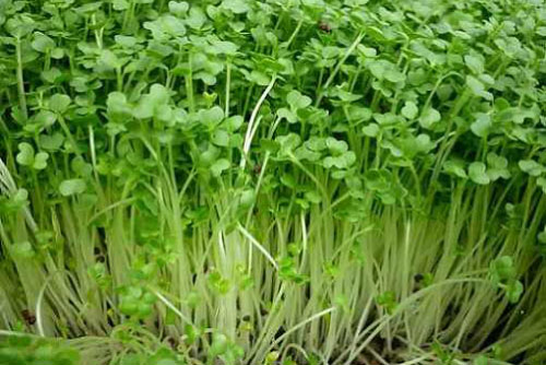 Loại rau giàu sắt gấp 4 lần rau chân vịt, giàu canxi gấp 4 lần sữa: Tưởng đắt đỏ ai ngờ lại bình dân