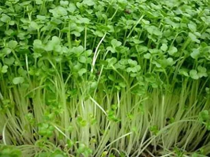 Loại rau giàu sắt gấp 4 lần rau chân vịt, giàu canxi gấp 4 lần sữa: Tưởng đắt đỏ ai ngờ lại bình dân