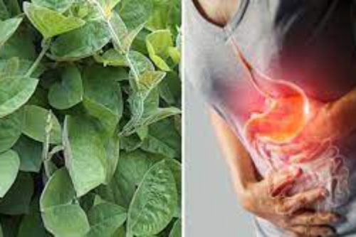 Ai bị đau dạ dày cứ kiên trì ăn 9 loại rau củ này, vừa rẻ vừa khỏi tốn tiền mua thuốc chữa